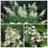 Hydrangea paniculata unic: opis, sadnja i njega